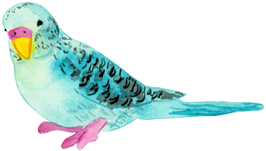 Bird illustration