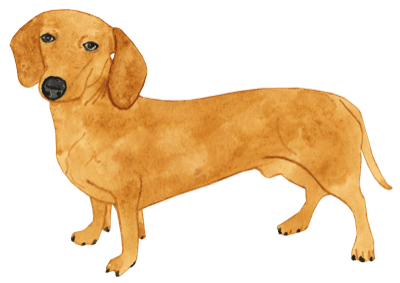 Dog illustration
